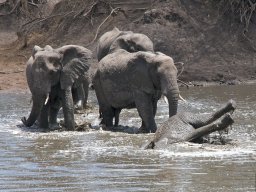 Western_Corridor2009-33